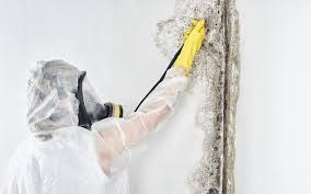 Professional Mold Removal & Remediation in Landing, NJ